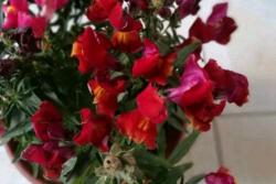 金鱼草花期是几月份