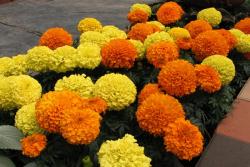 万寿菊什么时候开花(万寿菊花期)