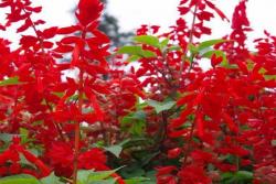一串红什么季节开花(一串红的花期)