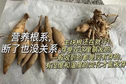 大丽花冬天会冻死吗