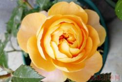 最受欢迎的微型月季品种是哪个？