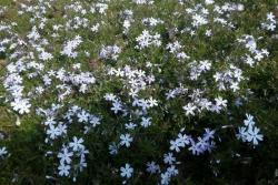 秋天这个季节花园里面适合种些什么花？