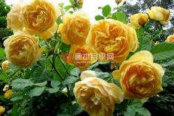 月季查尔斯达尔文的优缺点解析