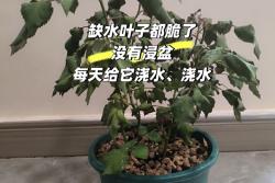 夏季月季缺水后怎么处理？