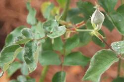 春天月季病虫害预防，开花前就喷药，事半功倍