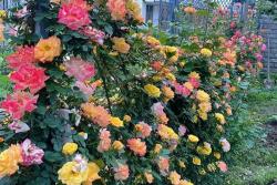 再丑的藤本月季，长到一定规模，开花也是美得不要不要的