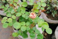 朱丽叶月季有什么优点