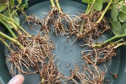 月季繁殖的五种方式详解！