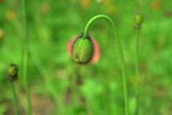 虞美人和罂粟花有什么区别