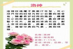 粉色玫瑰花的花语和寓意