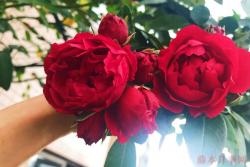 十大必买月季品种排名