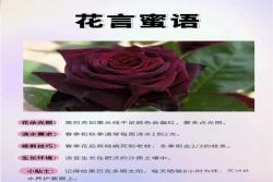 为什么黑巴克的花色开得都不一样