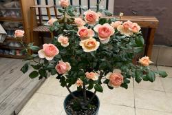 真宙月季有什么缺点