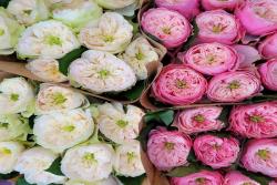 诺桑格修道院Northanger Abbey