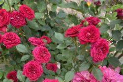 适合月季移栽的最佳时间