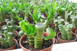 家里最旺财的十种植物