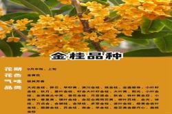 十大名贵桂花品种排行榜