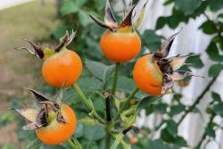 月季的果实能吃吗