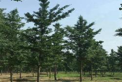 银杏产地都有哪些地区