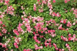 十大勤花爬藤月季排名