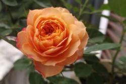 月季芒果浪漫的优缺点