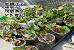 月季花扦插最易活的方法