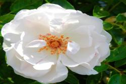 多米尼克·洛伊索 Dominique Loiseau