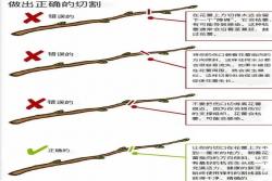 月季花修剪方法图解