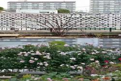 藤本月季冬季修剪攻略