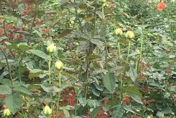 灌木月季和藤本月季的区别