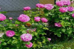 8款超级大花的月季品种推荐