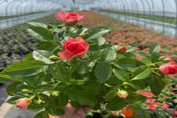 春季种植正当时，月季种植过程中需要注意些什么？