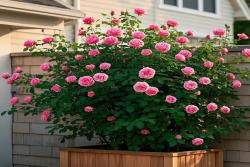 懒人如何养爆月季