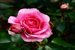 爱意恒久 Love Always