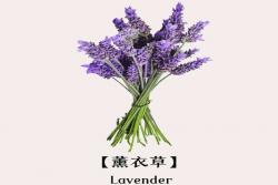 薰衣草的花语是什么