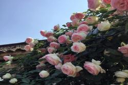 月季花十大经典品种