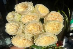 可爱哈珀 lovely harper