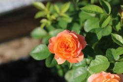 最受欢迎的微型月季品种是哪个？