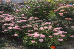 月季花各阶段施肥指南：养护得当，花开不断