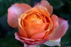 月季芒果浪漫的优缺点
