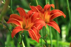 忘忧草的花语是什么