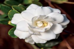 栀子花月季怎么样