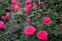 月季榴花秋舞的优缺点