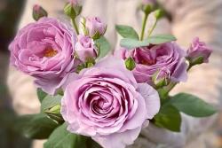 蓝色风暴月季它的开花性怎么样？