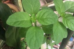 薄荷种子的种植时间和种植方法