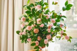 茶花的养殖方法和注意事项