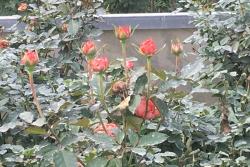 灌木月季和藤本月季的区别