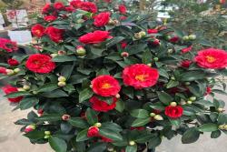 温州市的市花是什么花