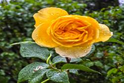 月季可不可以淋雨？