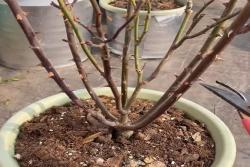 初冬盆栽月季养护注意事项